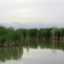 ʶ