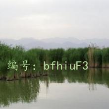 ̬