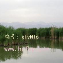 ʶ