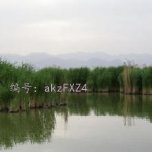 ʶ